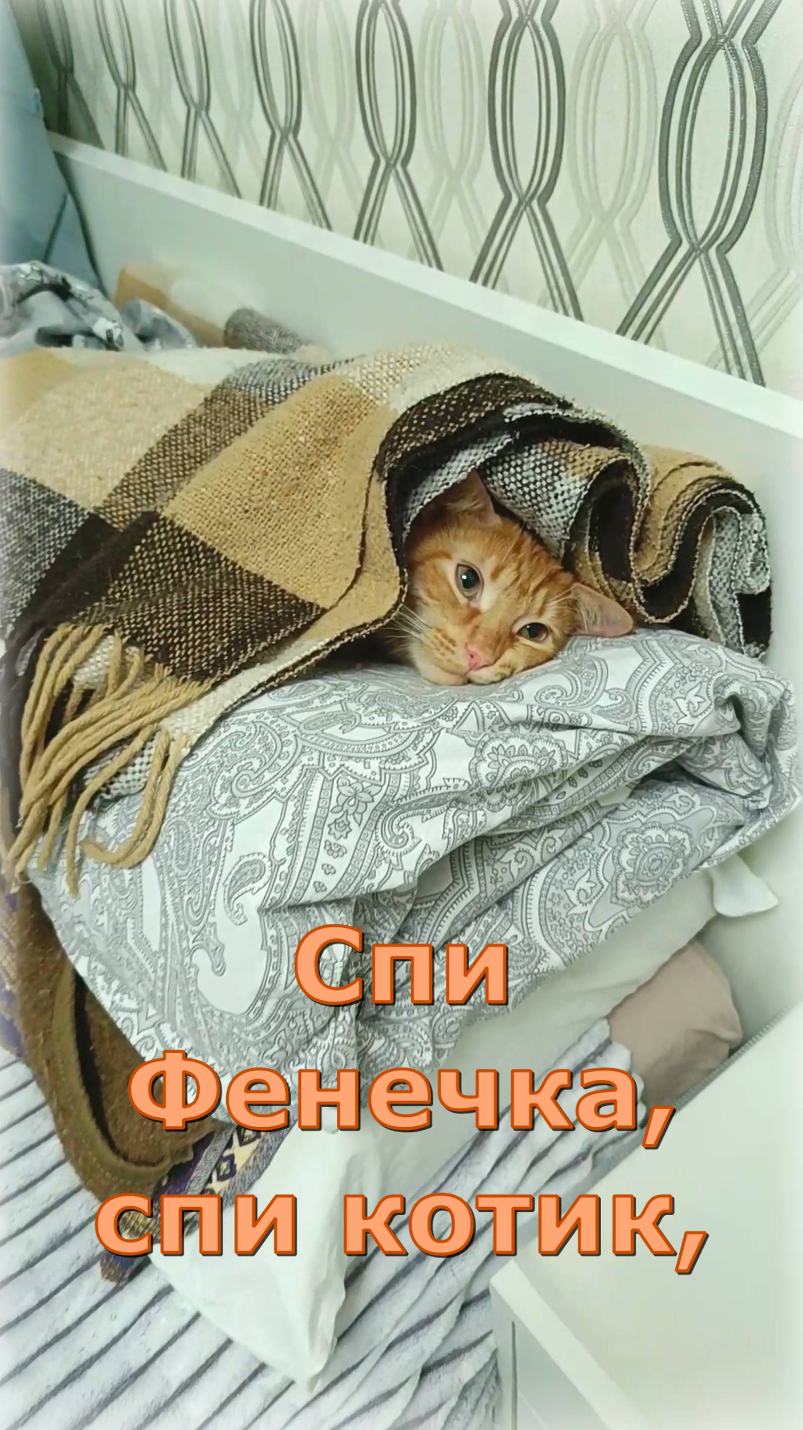 Спи Фенечка, спи котик... Кот Феня, он же Феникс