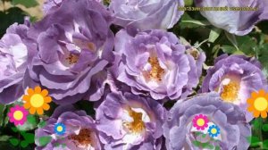 Роза флорибунда Блю фо ю. Краткий обзор, описание характеристик, где купить саженцы Blue for you