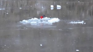 Ура!!!! Лёд встал!!!! Хватаю бур и на рыбалку!!!)))(27.10.2019)