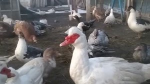 СОБИРАЮ ЯЙЦА ВЕДРАМИ!! БОРКОВСКАЯ БАРВИСТАЯ ПОРОДА КУР.ОТЗЫВ О ПОРОДЕ. 27 грудня 2020 р.