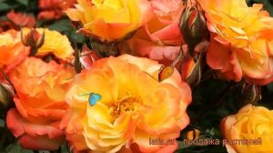 Роза флорибунда Румба (rose rumba rumba) ? роза Румба обзор: как сажать саженцы розы Румба