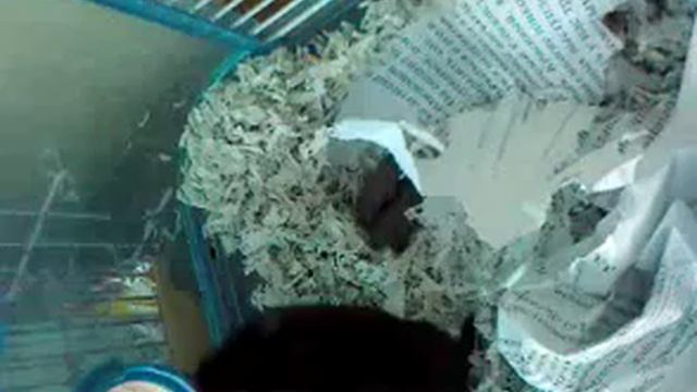 Монгольские песчанки gerbilis. Щенки