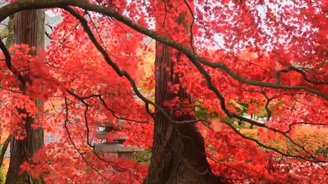 Relax and Focus: Beautiful Piano, Cello, Guitar & Violin Autum Music for Studying and Meditation смотреть онлайн