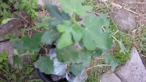 Подмосковный инжир ремонтантный