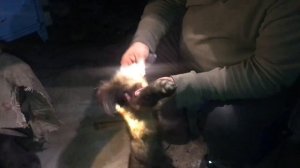 Охота на соболя в Якутии сезон 2023 г