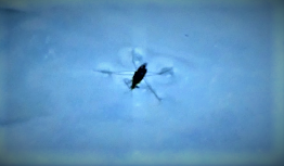 Водомерка - насекомое, умеющее ходить по воде. Водомерка прудовая (лат. Gerris lacustris)