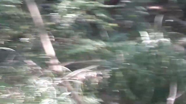 Дикий кабан. Херсонские Плавни. Съемка с 5 метров. смотреть онлайн