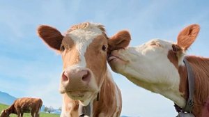 Какие звуки издает корова? Звук коровы. Корова мычит. Voice cow. Sounds cow