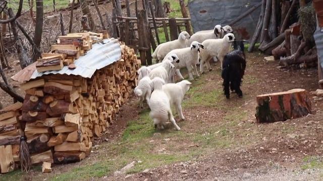 Kuzuların Atletizm Koşusu , Hızı Koşan Hayvanlar смотреть онлайн