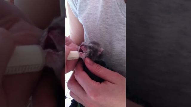 Котёнка кормят из пипетки ! смотреть онлайн