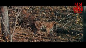 Киноклуб «Крупный план». Фильм «Дерсу Узала»