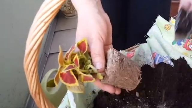 Красивая композиция из растений для тенистого балкона