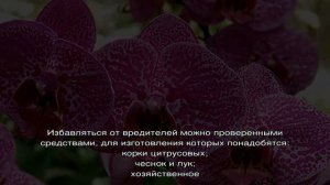 Мошки в орхидеях: как избавиться в домашних условиях и чем обработать