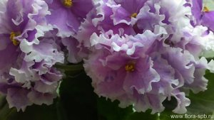 Bold Party Girl. Моя коллекция фиалок.