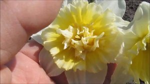 Айс Кинг  Махровый нарцисс