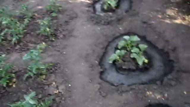 Как поливать овощи в жаркую погоду, что бы сохранить дольше влагу смотреть онлайн