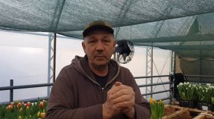 Выгонка тюльпана к 8 Марта  1 марта