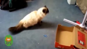 RumbleFunny   CATS VS BALLOONS   Funny Cats Popping Balloons compilation   funnycat12