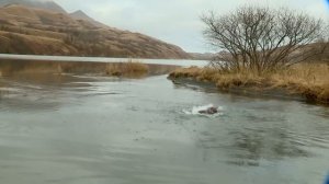 Kodiak Pilots Land In Bear Territory | Alaska's Ultimate Bush Pilots | Wonder