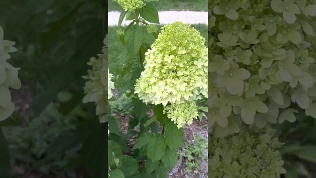 Hydrangea panicul Limelight#метельчатая гортензия Лайм Лайт конец августа смотреть онлайн