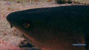 Зачем нужны акулам (надотряд Selachomorpha) волосковые клетки ?
