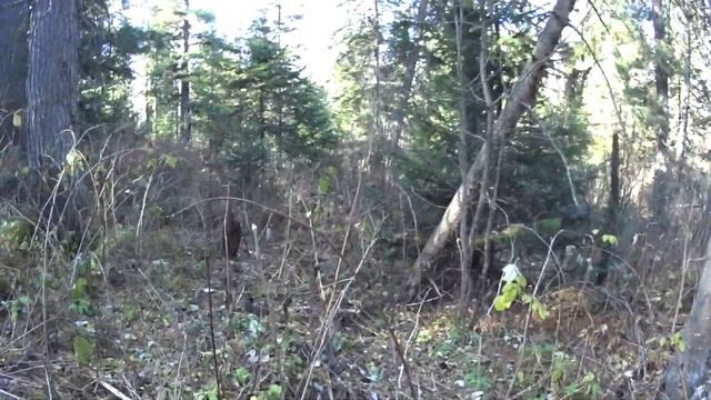 Тайга.Шишка.Точно закрытия сезона.))) смотреть онлайн