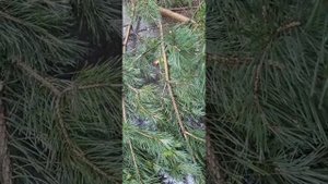 Делаем заготовки на зиму "Еловые(сосновые) шишки"Собираю шишки для того,чтобы приготовить сироп.