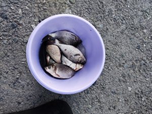 Рыбалка на каналах, поплавочная удочка.