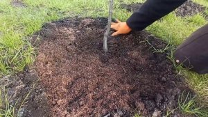 Весенняя посадка груши. Определяем подвой, проводим обрезку.Посадка на высокую гряду.