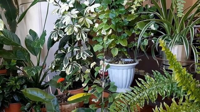 Джунгли в квартире. Обзор моего сада . Часть 1. смотреть онлайн