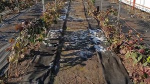 Отсыпаю соломой междурядье