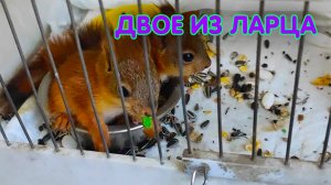 Двое из ларца (Чеховский район)