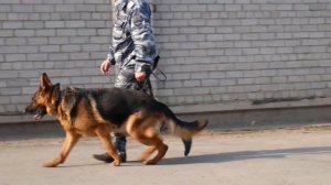 "Один день из..." охранно-конвойная служба полиции