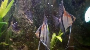 Манакапуру. Нерест в домашнем аквариуме ( малёк приобрести в Москве)