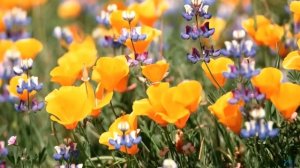 Песни 70-х о любви.