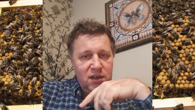 Выращивание трутня. Часть-1. смотреть онлайн