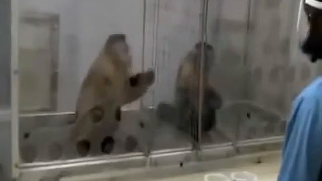 франс де вааль