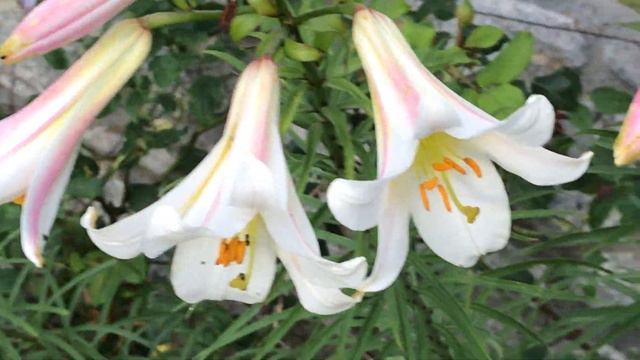 Lys Royal 'Lilium regale' Ambiance nuptiale смотреть онлайн