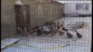 Зимнее содержание уток