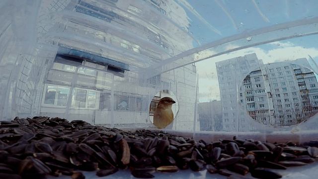 Кормушка для синичек и воробьев! смотреть онлайн