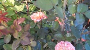 Розы Массада Roses Massad. 8 сортов.Июльское цветение.Названия под видео.