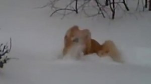 снежная прогулка пекинеса Виски