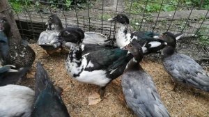 Индюк и индоутки.