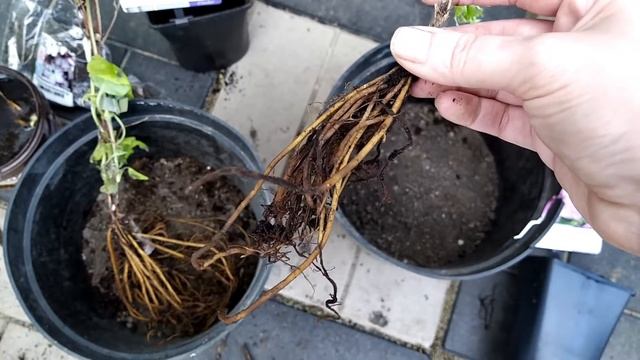 Клематисы из Гаршинки/Обзор посылки/Что стало с саженцами через 2 недели/Мое разочарование. смотреть онлайн