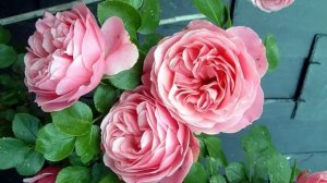 Amazing and Most Beautiful Rosa 'Constance Spry' Flowers