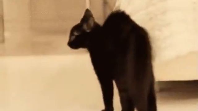 Я тьма, я страх, я тыгыдык-тыгыдык😹 смотреть онлайн