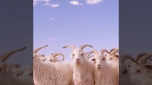 Ажыл-ишчи ачамга / Эдуард Кужугет 2021