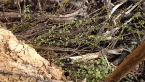 Как сажают ёлки