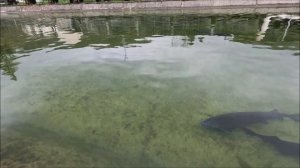 Форелевое хозяйство в Адлере.