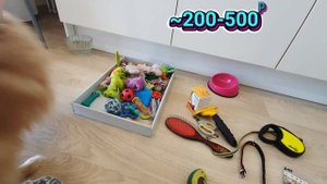 Сколько стоит содержание шпица и кота?